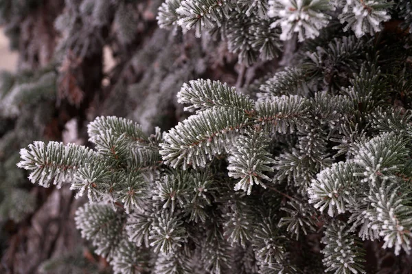 Frost Covered Branch Spruce Tree Winter City Park — Stock Photo, Image