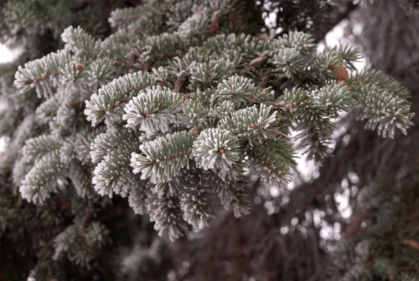 Ramo Coperto Dal Gelo Abete Rosso Inverno Parco Cittadino — Foto Stock