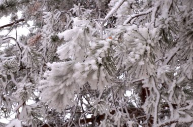 Şehir parkında kışın bir çam ağacının buzla kaplı bir dalı.                            