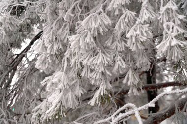Şehir parkında kışın bir çam ağacının buzla kaplı bir dalı.                              