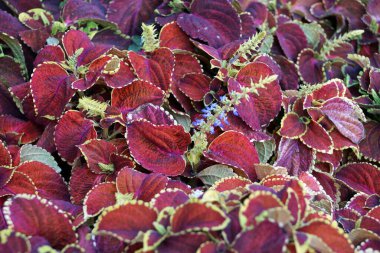 Yataklardaki parlak çiçeklerin süslenip püslendiği bir arka plan.                               