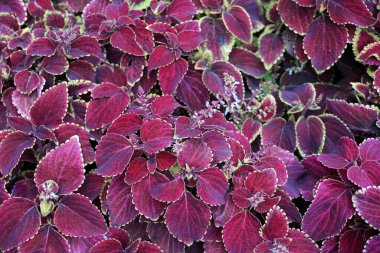 Yataklardaki parlak çiçeklerin süslenip püslendiği bir arka plan.                               