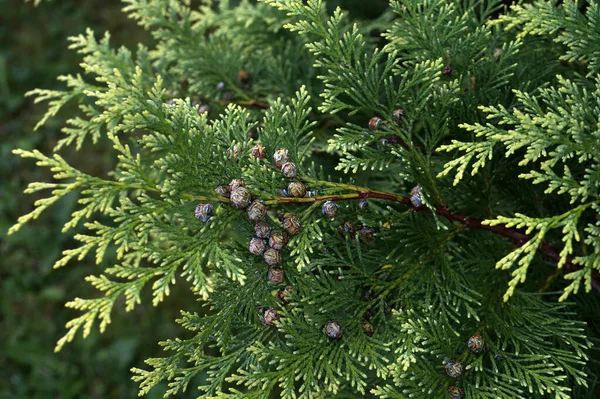 Thuja Grenar Med Torkade Bär Trädgården — Stockfoto