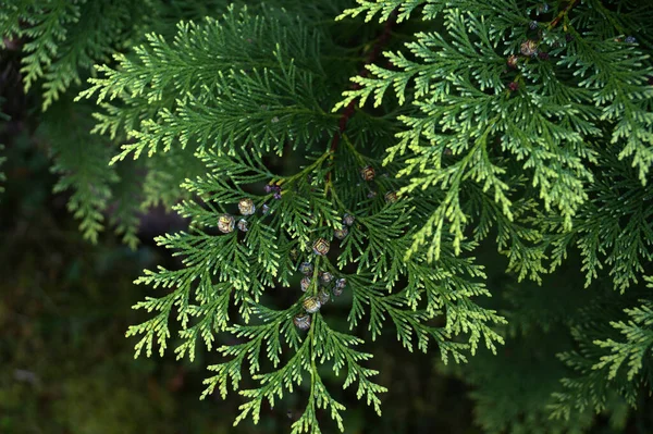 Thuja Branches Dried Berries Garden — Stock Photo, Image