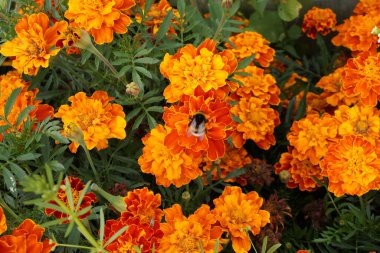 Köyün bahçesindeki Aster ailesinden kadife çiçeği.                              