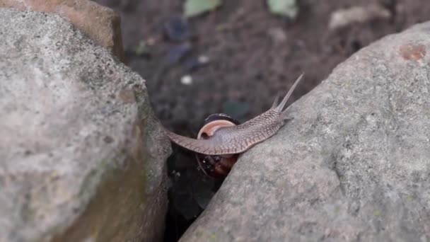 Een Tuinslak Kruipt Van Steen Naar Steen — Stockvideo