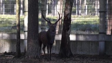 Belarus 'taki Belovezhskaya Pushcha hayvanat bahçesindeki ağaçların gölgesinde benekli geyik. 