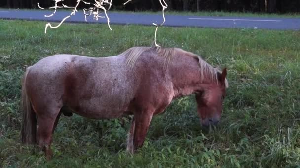 Cavalo Passarinho Comendo Grama Zoológico Belovezhskaya Pushcha Bielorrússia — Vídeo de Stock