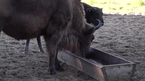 Alimentação Bisonte Zoológico Belovezhskaya Pushcha Bielorrússia — Vídeo de Stock