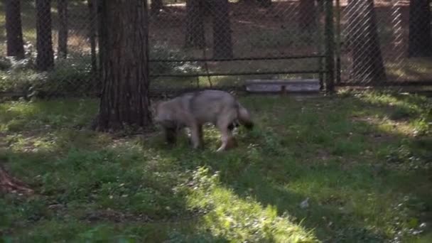 Games Young Wolves Aviary Zoo Belovezhskaya Pushcha Belarus — Stock Video