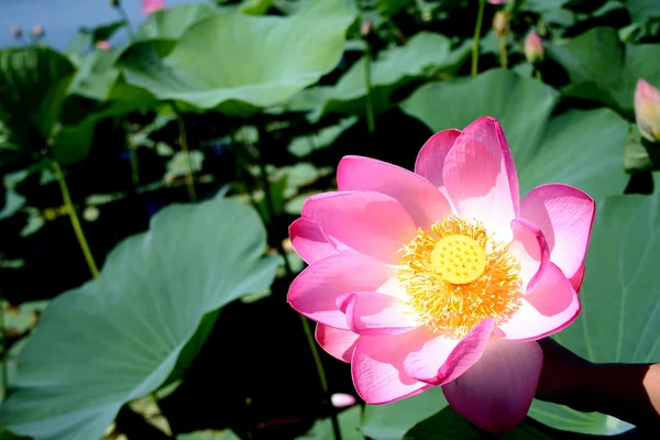 Lotus — Stock Photo, Image