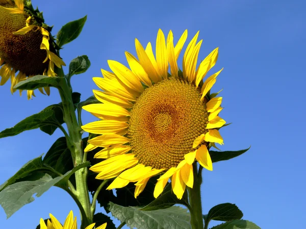 Sunflower — Stock Photo, Image