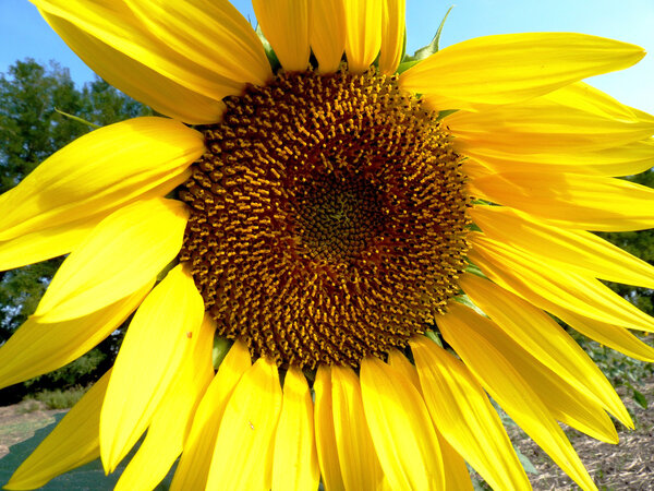 Sunflower