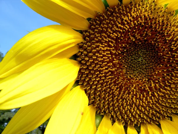 Sunflower — Stock Photo, Image