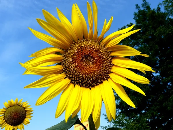 Sunflower — Stock Photo, Image