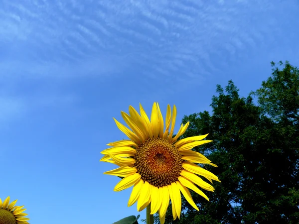 Girasol —  Fotos de Stock