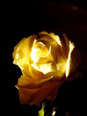 Yellow rose - a grief emblem clipart