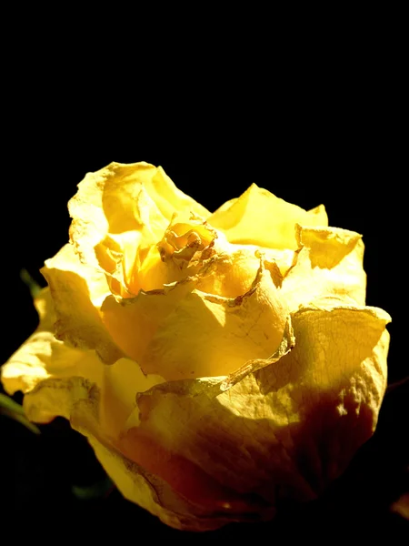 黄色いバラ - 悲しみのエンブレム — ストック写真