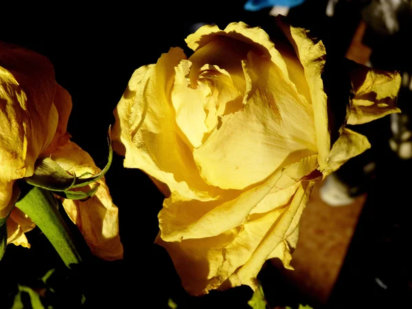Žlutá růže - znak smutek — Stock fotografie