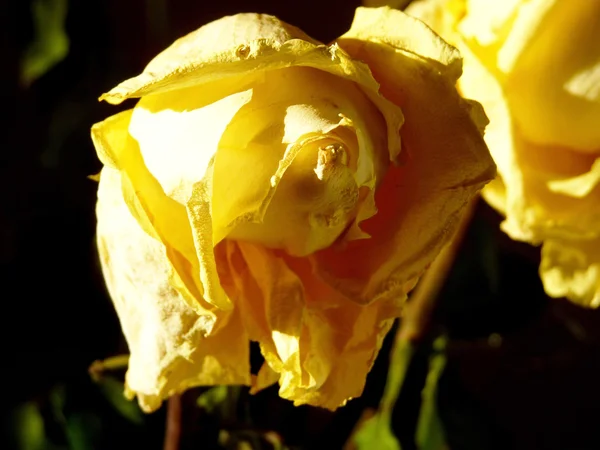 Rosa amarela - um emblema de pena — Fotografia de Stock
