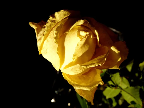 Rosa amarela - um emblema de pena — Fotografia de Stock