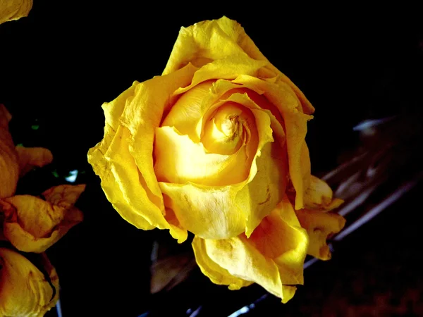 Rose jaune - un emblème de deuil — Photo