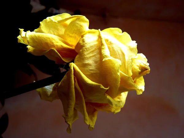 Rosa amarela - um emblema de pena — Fotografia de Stock