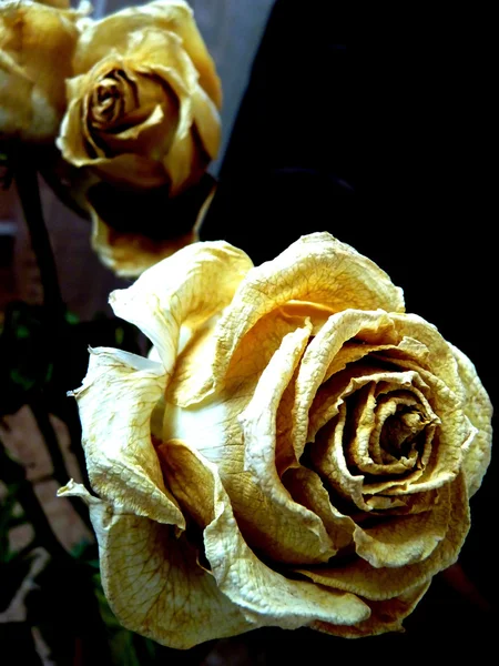 La rosa amarilla - el emblema del dolor — Foto de Stock