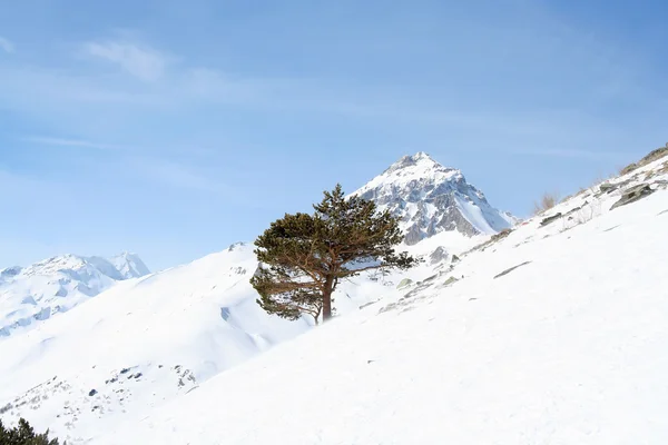 Дерево на склоне горы — стоковое фото