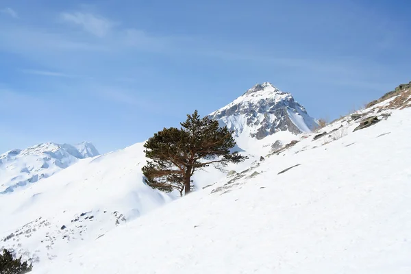 Árbol en una ladera de montaña — Foto de Stock