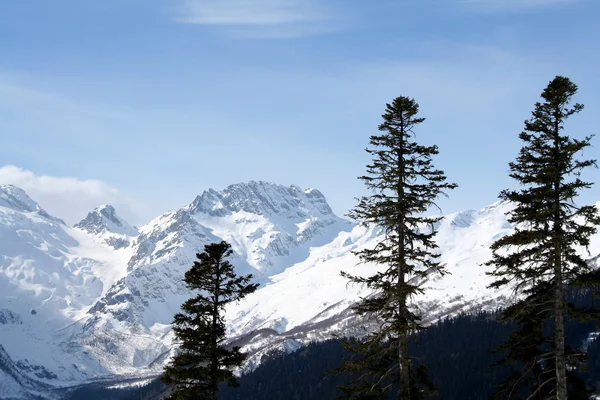 Albero su un pendio di montagna — Foto Stock