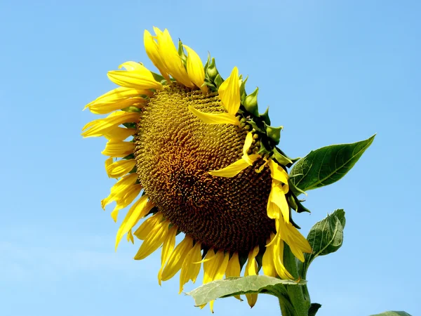 Sunflower — Stock Photo, Image