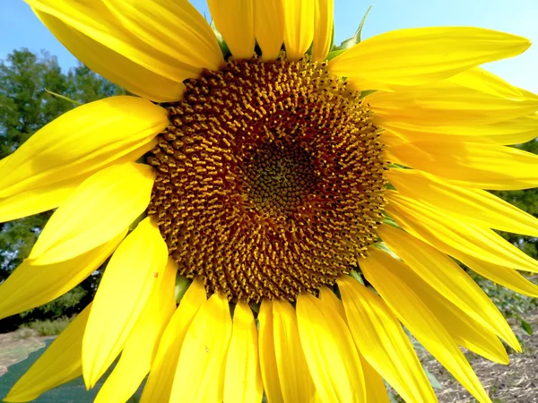 Sunflower core — Stock Photo, Image