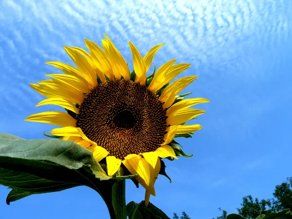 Sunflower — Stock Photo, Image