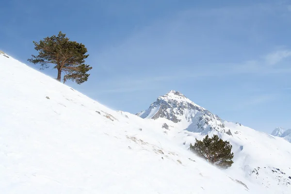Дерево на склоне горы — стоковое фото