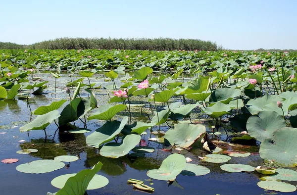 Kwiatów lotosu — Zdjęcie stockowe