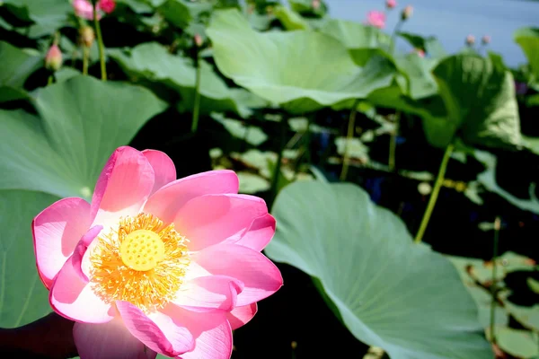 Lotus