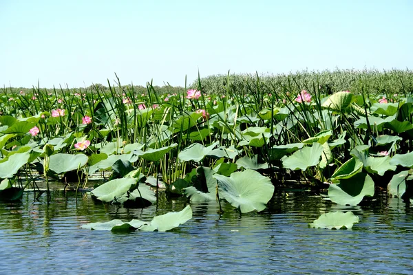 Lotuses — Stock Fotó