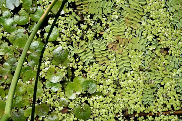 Duckweed