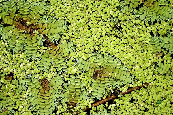 Duckweed — Stock Photo, Image