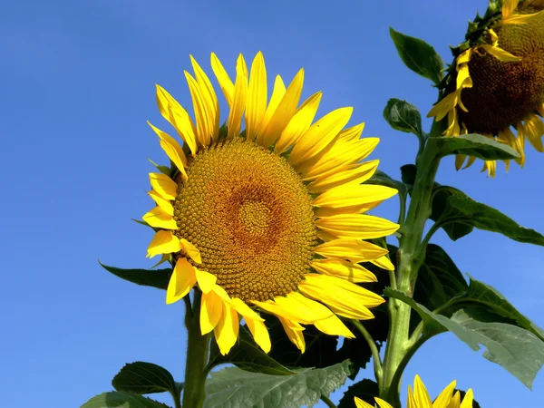 Sunflower — Stock Photo, Image