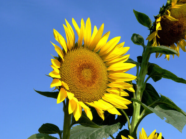 Sunflower