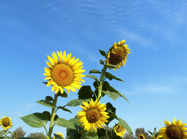 Sunflower