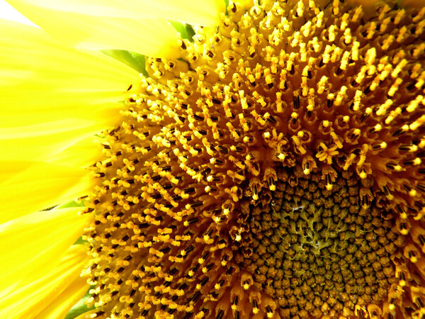 Sunflower core