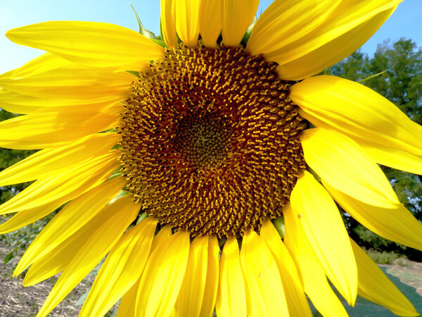 Sunflower core