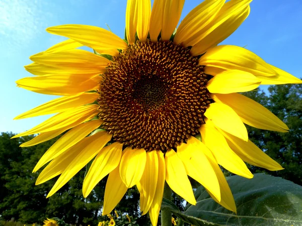 Sunflower — Stock Photo, Image