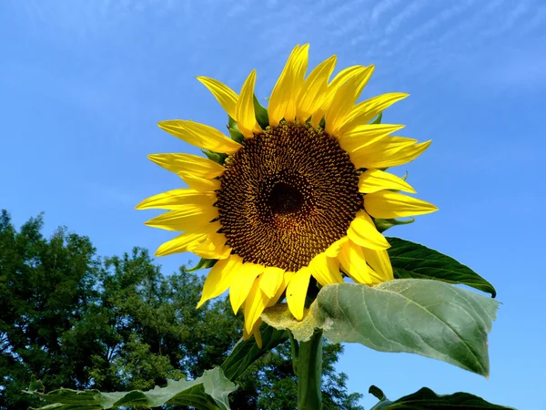 Sunflower — Stock Photo, Image