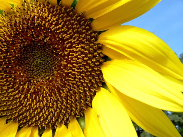 Sunflower core — Stock Photo, Image