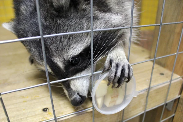 Raccoon — Stock Photo, Image