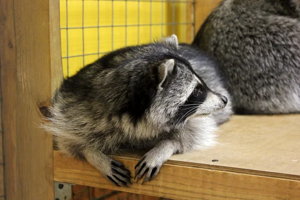 Raccoon — Stock Photo, Image